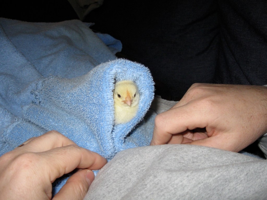 The Life and Times of Little&nbsp;Bird