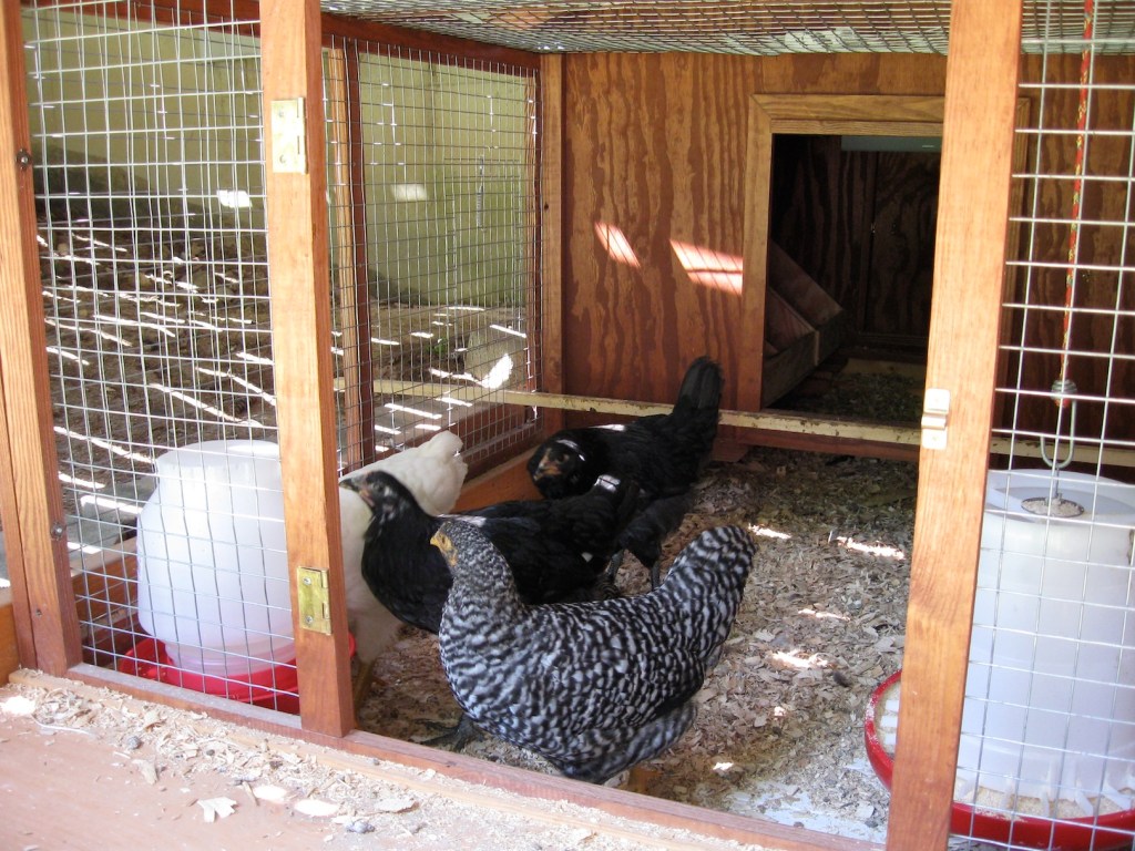 first birds go into the coop